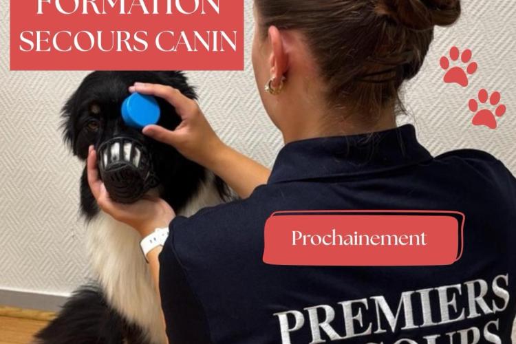 Premiers Secours Canin